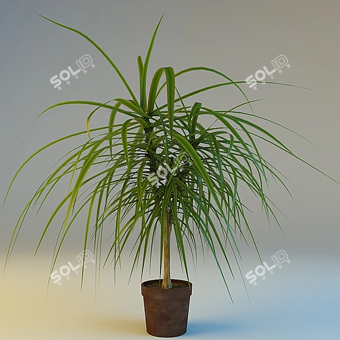 Elegant Dracaena Border 3D model image 1