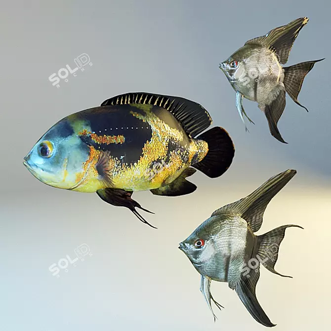  Exotic Aquarium Fish: Angelfish & Oscar 3D model image 1