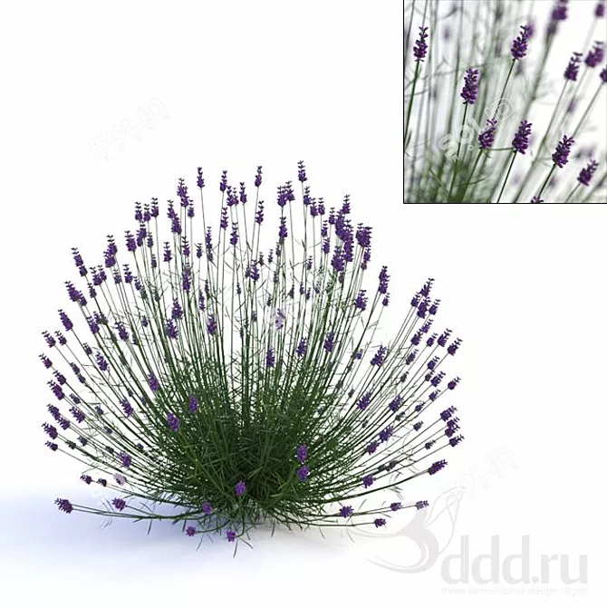 Optimized Lavender Mesh for Quicker Rendering 3D model image 1