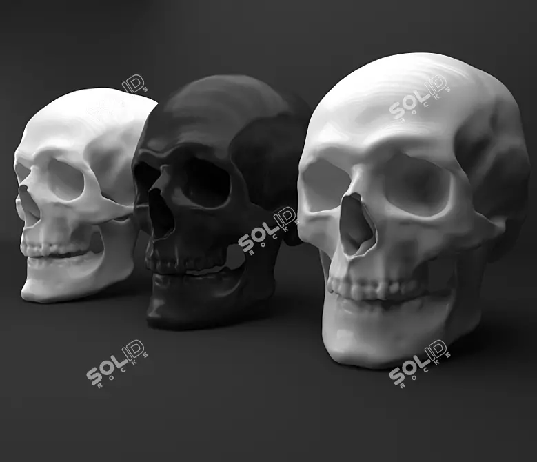 Skull Decor: Authentic Human Replica 3D model image 1