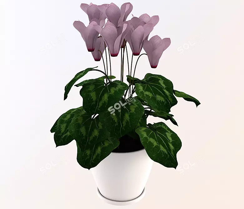 Elegant Cyclamen: Beautiful Indoor Flower 3D model image 1
