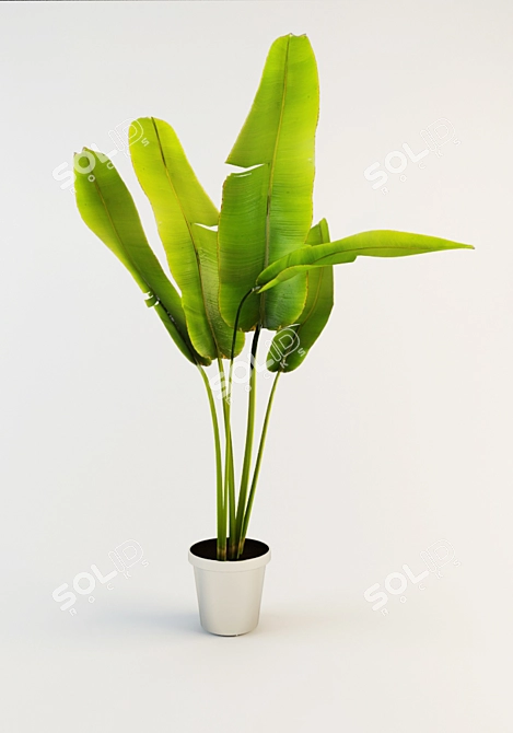 Tropical Beauty: Banana Palm 3D model image 1