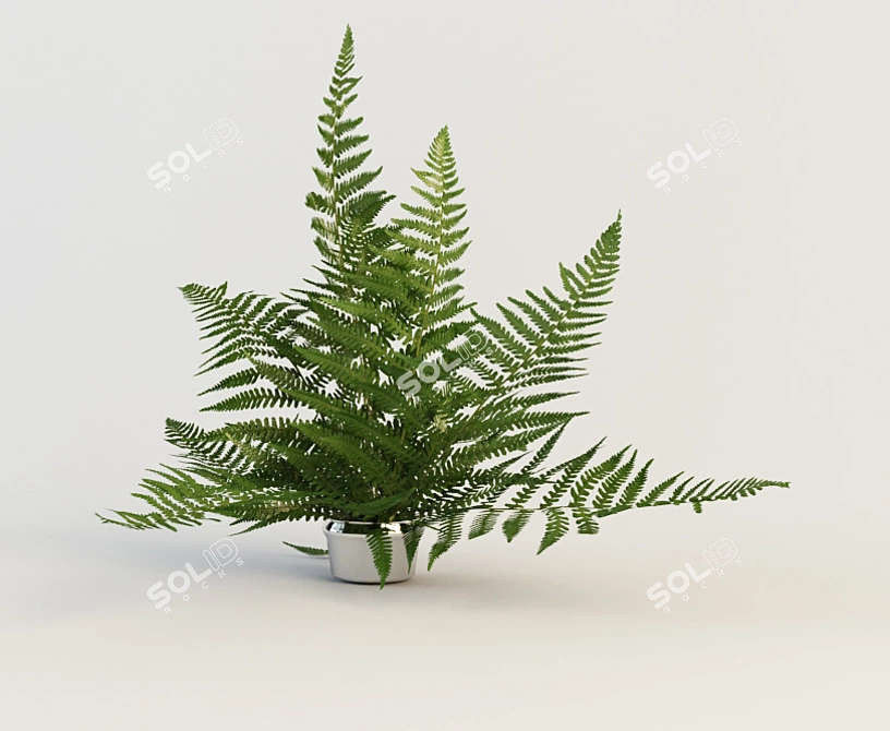 Stunning Fern: A Beautiful Plant 3D model image 1