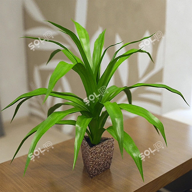 Leafy Serenity: Dracaena Pot 3D model image 1