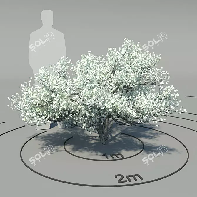 Flowering Dogwood: Elegant Cornus Florida 3D model image 1