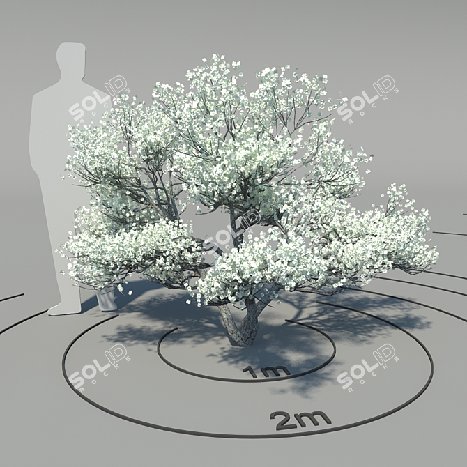 Flowering Dogwood (Cornus florida) - Elegant Blossoming Tree 3D model image 1