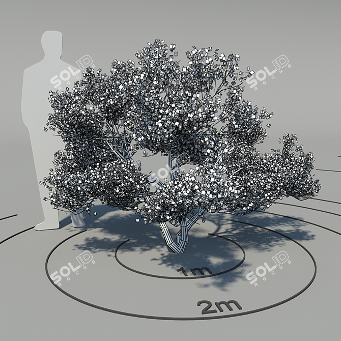 Flowering Dogwood (Cornus florida) - Elegant Blossoming Tree 3D model image 2