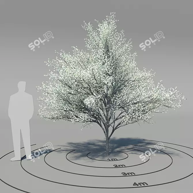 Elegant Flowering Dogwood Tree 3D model image 1