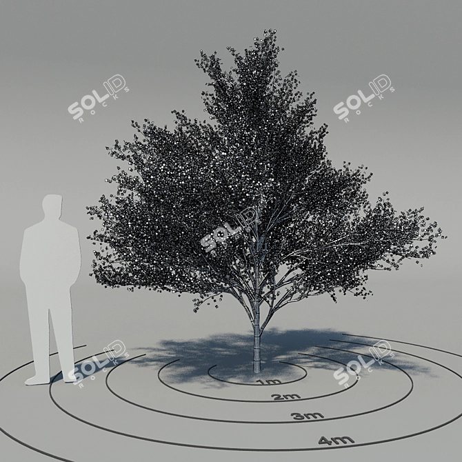 Elegant Flowering Dogwood Tree 3D model image 2