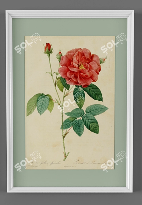 Redoute's Art Prints - Exquisite Masterpieces 3D model image 2