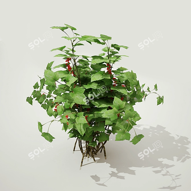 Redcurrant Bush: Perfect for Gardening 3D model image 1