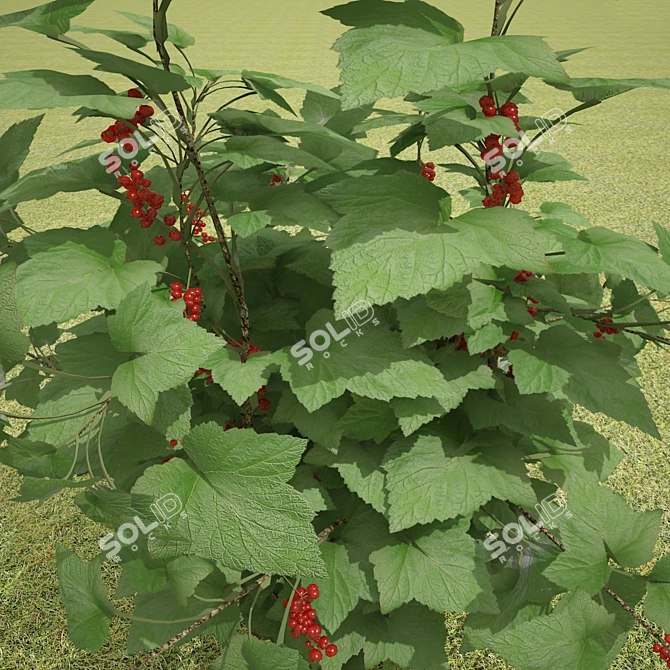 Redcurrant Bush: Perfect for Gardening 3D model image 2