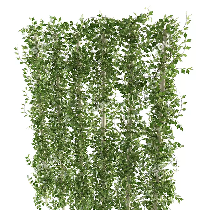 Versatile Ivy Plant: 3 Height Options 3D model image 2