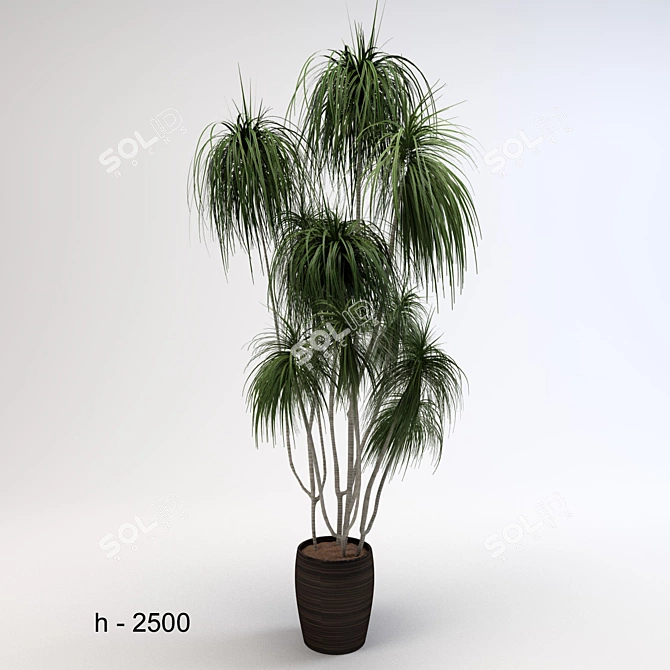 Tall Dracaena 2500-2700 3D model image 1