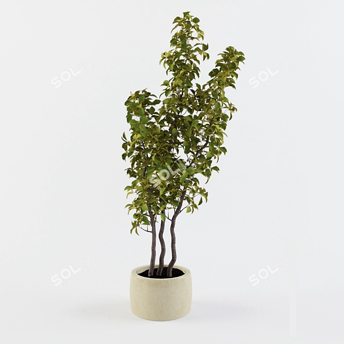 Decorative House Plant  1050mm Height 3D model image 1