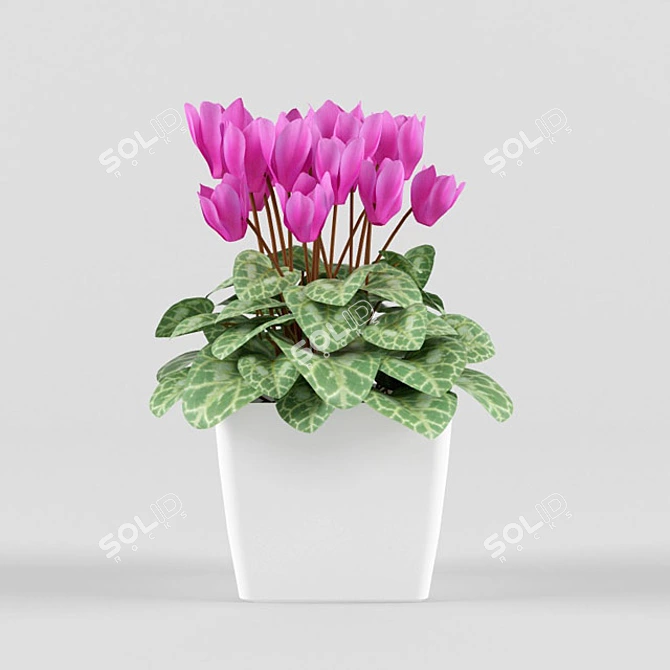 Blooming Beauty: Cyclamen Flower 3D model image 1