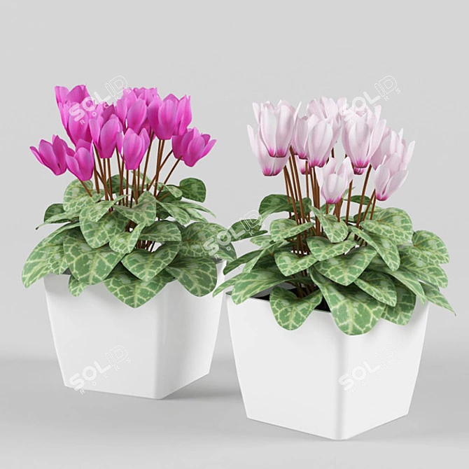 Blooming Beauty: Cyclamen Flower 3D model image 2