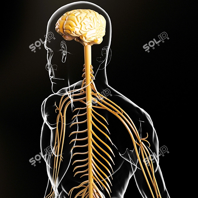 NeuroBoost: Optimize Your Brain 3D model image 1