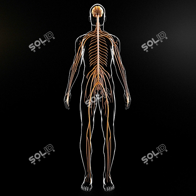 NeuroBoost: Optimize Your Brain 3D model image 2
