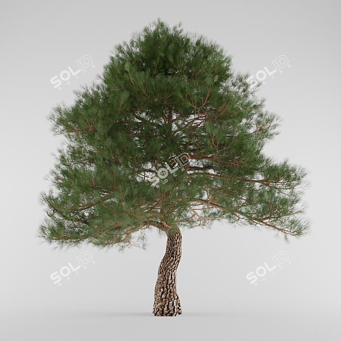 Tall and Wide Southern Pine 3D model image 1