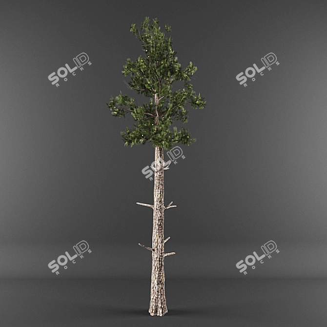 Low-Poly Conifer Collection 3D model image 1
