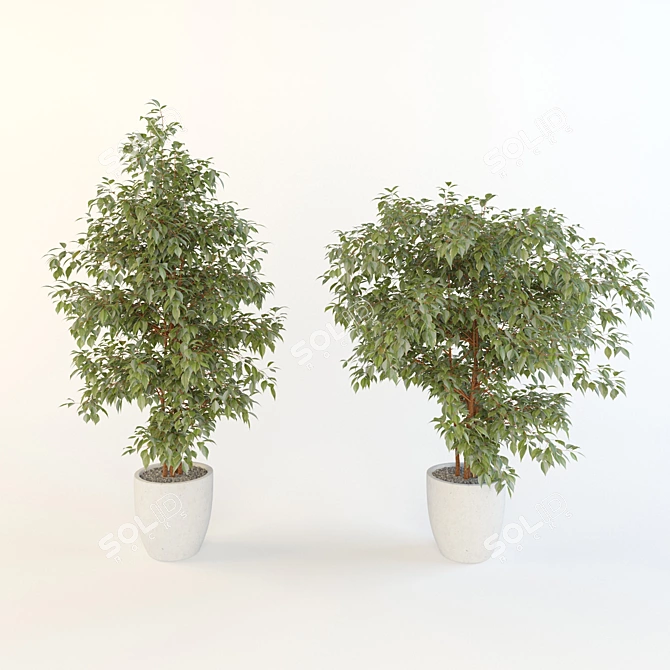 Lush Ficus Plant 3D model image 1