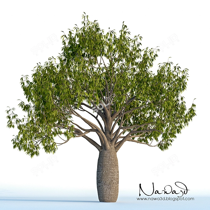 Australian Bottle Tree - Exquisite Native Specimen 3D model image 1