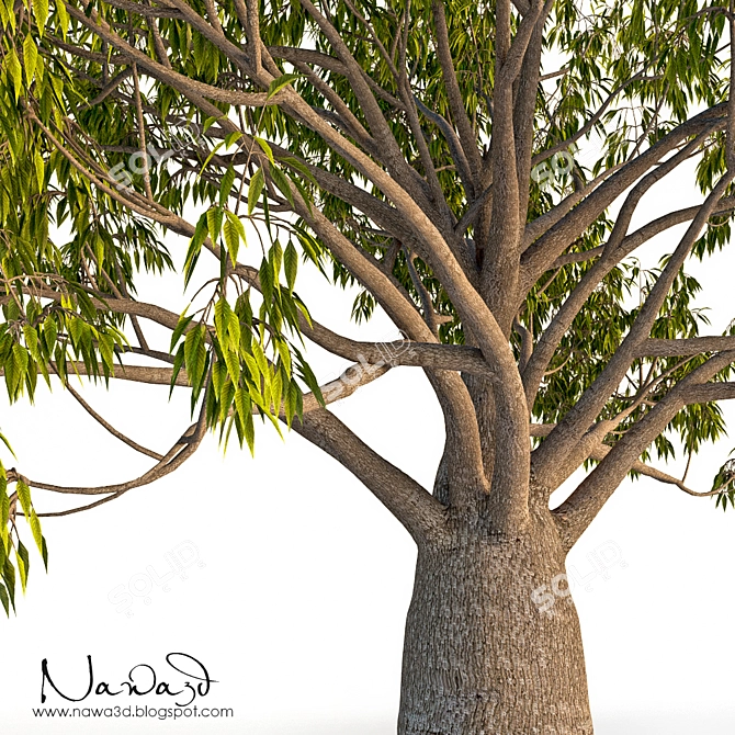 Australian Bottle Tree - Exquisite Native Specimen 3D model image 2