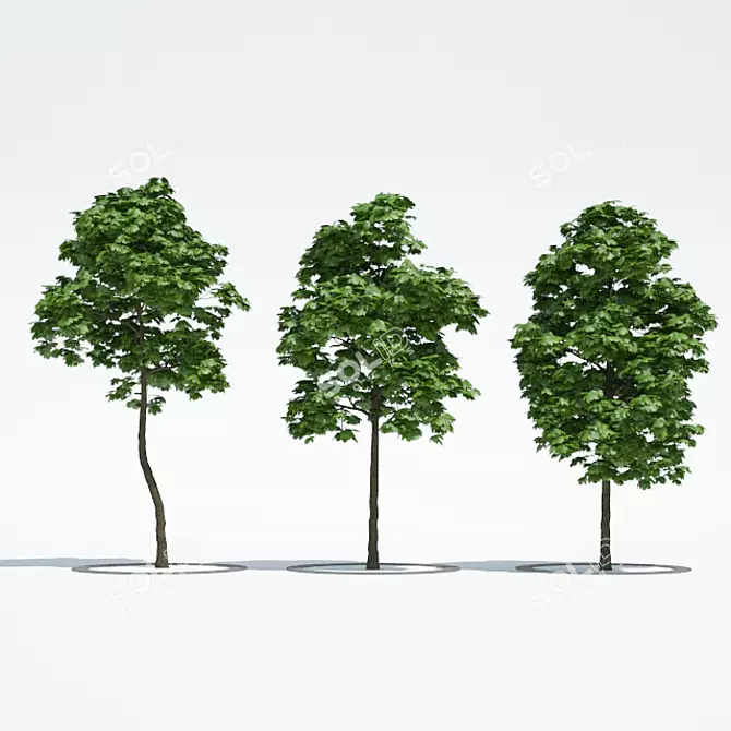 3 Maple Trees - Ready for Archi Viz 3D model image 1