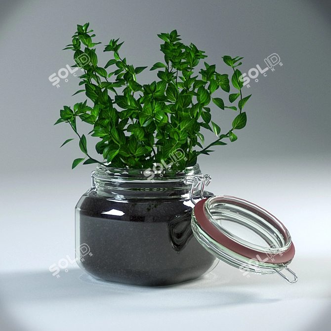 Natural Oregano Pot Plant 3D model image 1