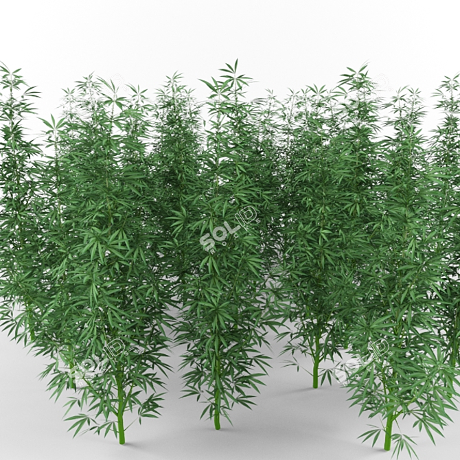 Organic Hemp Extract Oil 3D model image 1