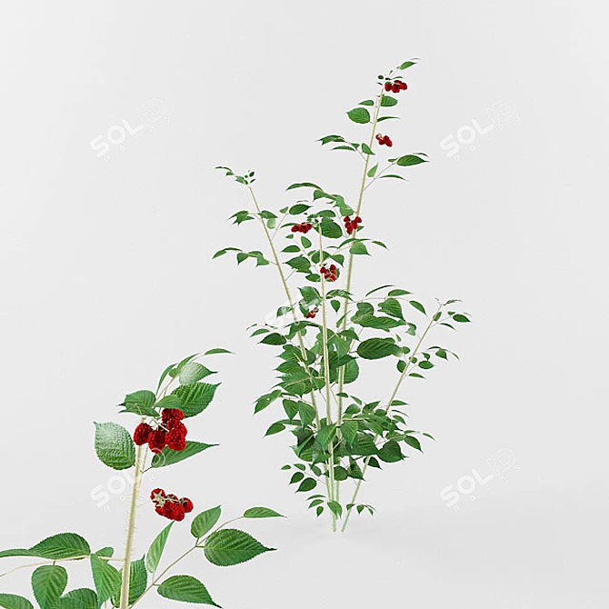 Lush Raspberry Bush for Abundant Harvest 3D model image 1