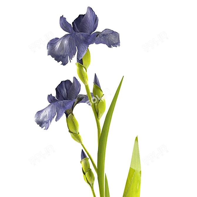 Elegant Iris Branch in Vase 3D model image 3