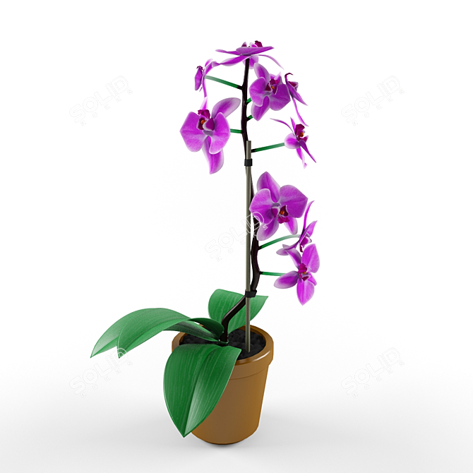 Exquisite Orchid Blossom 3D model image 1