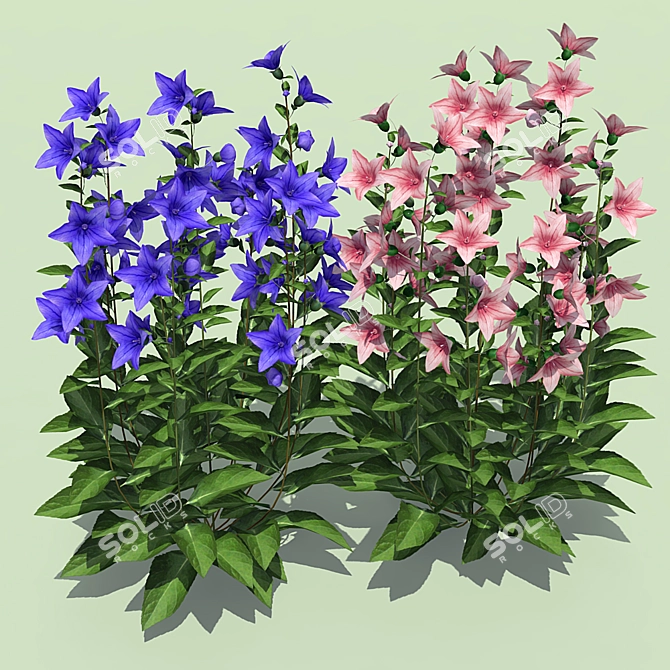 Platikodon Bells: Traditional Charm 3D model image 1