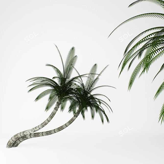 Tropical Palm Trees Bundle 3D model image 2