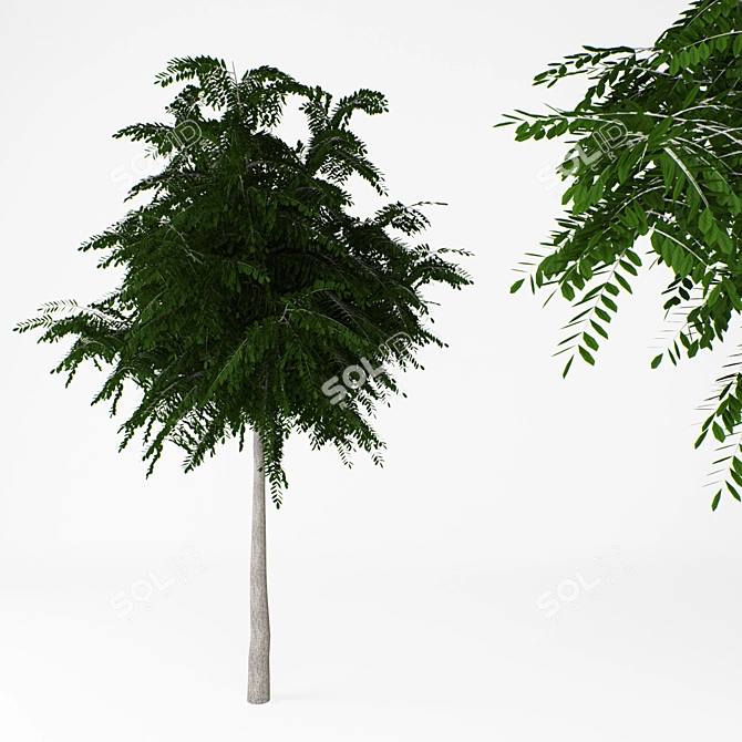 Acacia: Beautiful Blooms for Your Garden 3D model image 1