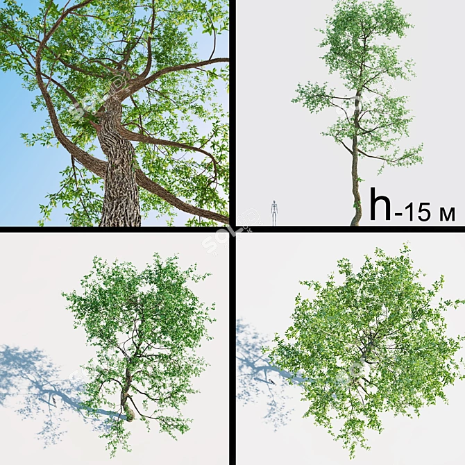 15 Meter Tall Tree | Sparse Crown 3D model image 1