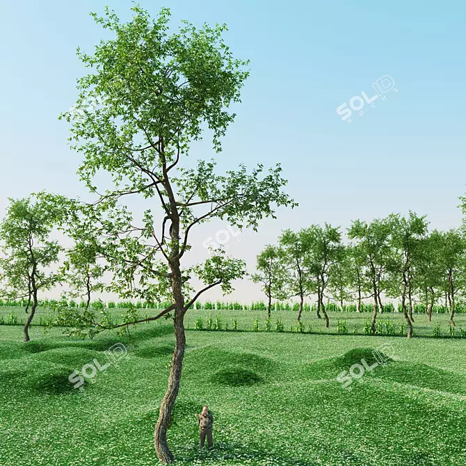 15 Meter Tall Tree | Sparse Crown 3D model image 3