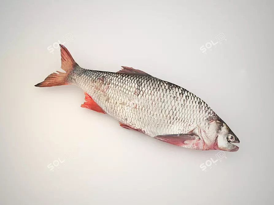 Fresh Catch: Raw Fish 3D model image 1