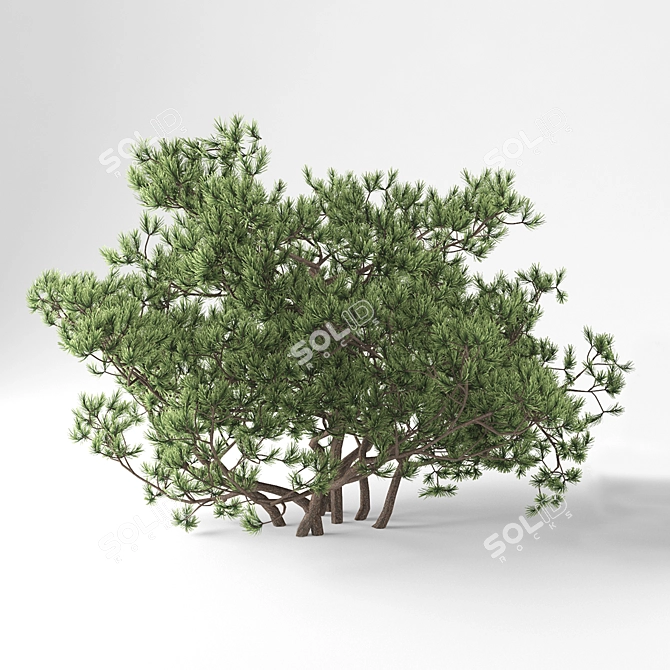 Mountain Pine - Pumilio Forestscape 3D model image 1