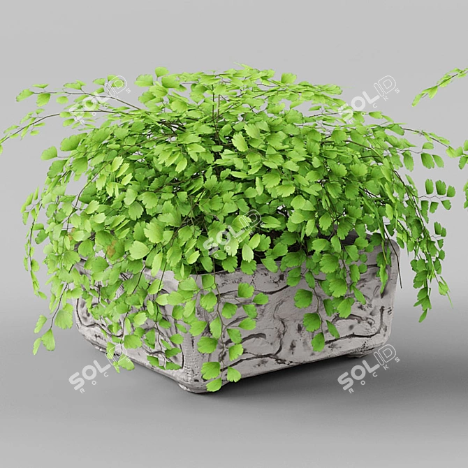 Adiantum Houseplant | Vray, Max 2011, FBX, Textures, Render 3D model image 2