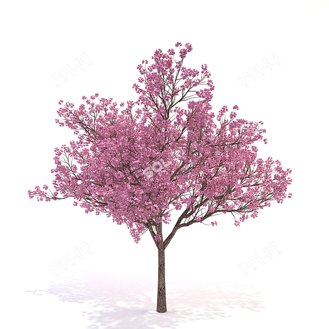 Flowering Dogwood Tree 3D model image 1