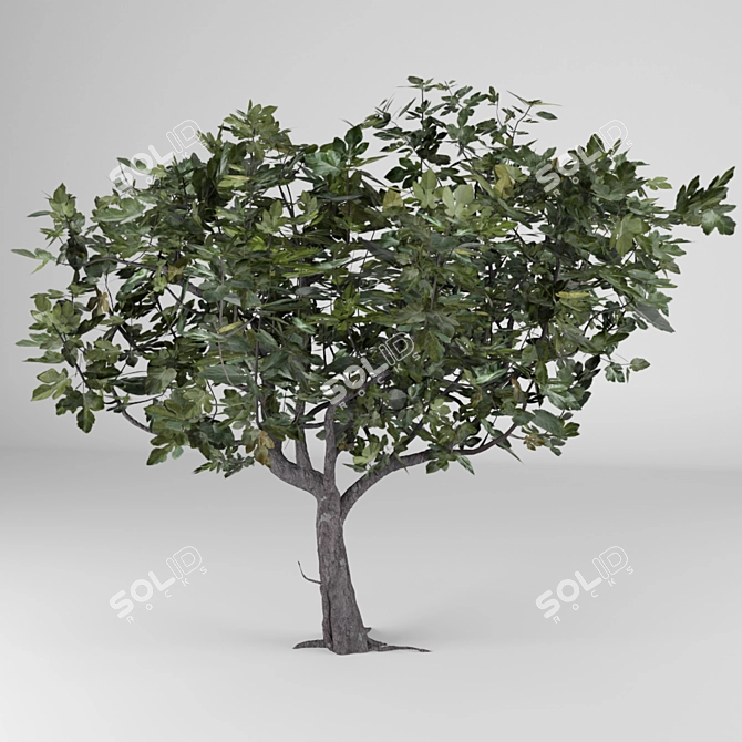 Fresh Fig Harvest: Ficus Carica 3D model image 1