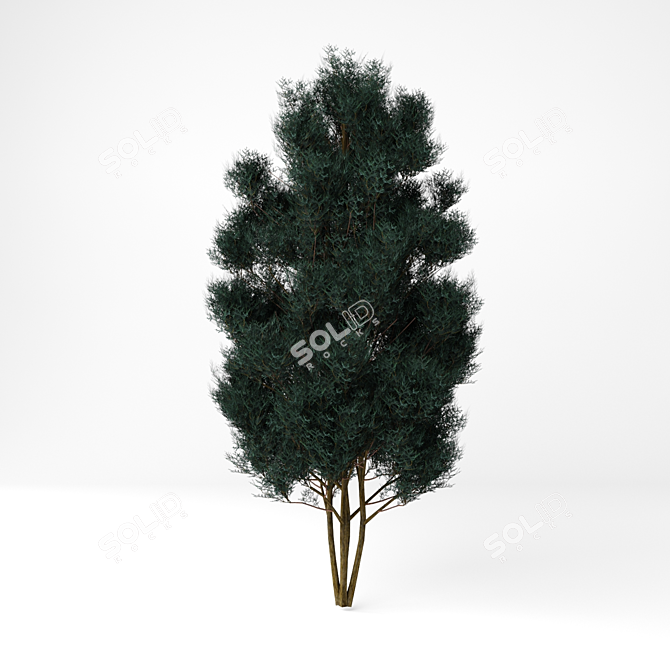 Tall Chamaecyparis Tree: 1600mm 3D model image 1