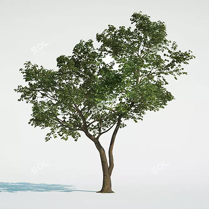 Outdoor Tree with High Trunk Texture 3D model image 1