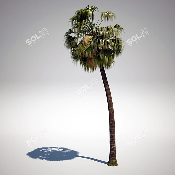 Exterior Palm: Livistona 3D model image 1