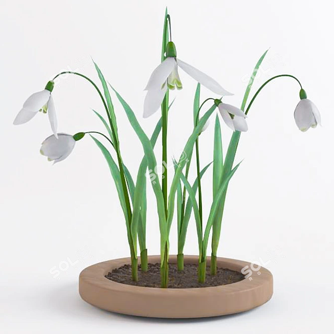 Title: Snowdrops Collection: 6 Unique Flower Types 3D model image 1