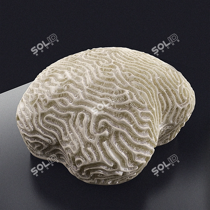 Faviidae Coral Decor 20x20x10cm 3D model image 1