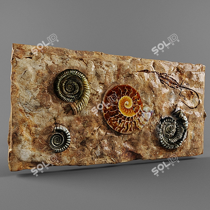 Ancient Treasures: Fossil Collection 3D model image 1